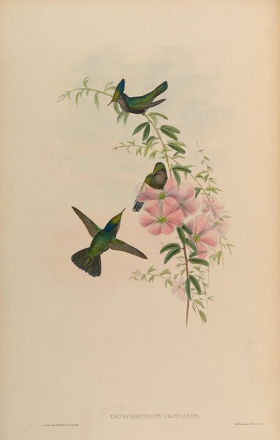 Orthorhynchus cristatus - John Gould